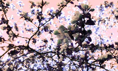 Güzel soyut bahar doğası arka planı. Bahçede çiçek açan elma ağacı