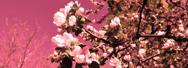 Bella Primavera Natura Boschi Sfondo Melo Fiorito Giardino Rami Astratti — Foto Stock