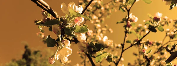 Sfondo Naturale Melo Fiorito Giardino Rami Con Fiore Concetto Banner — Foto Stock