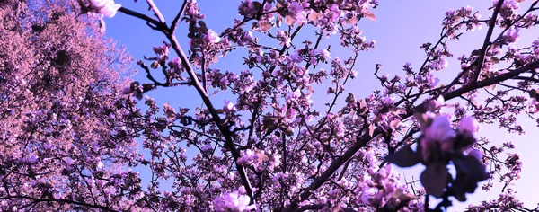 Bellissimo Sfondo Naturale Banner Melo Fiorente Giardino Con Fiori Alberi — Foto Stock