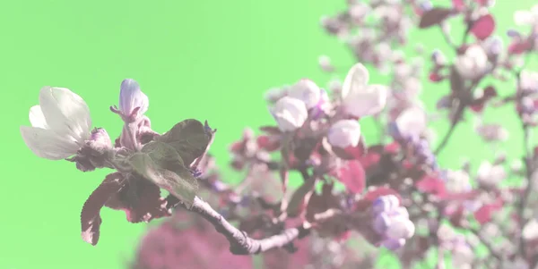 Pommier Fleurs Dans Jardin Branches Avec Fond Fleurs Fond Écran — Photo