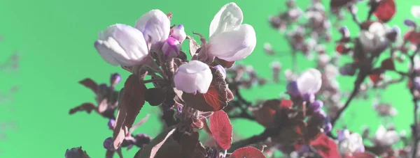 Natuur Achtergrond Bloeiende Appelboom Tuin Takken Met Bloemen Natuurlijke Kleurrijke — Stockfoto