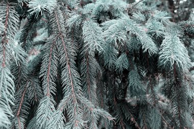 Güzel çam ormanı. Doğa manzarası. Yeşil çam dalları arka plan