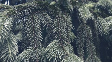 Güzel bir çam ormanının soyut arka planı. Doğa dokusu. Doğal duvar kağıdı