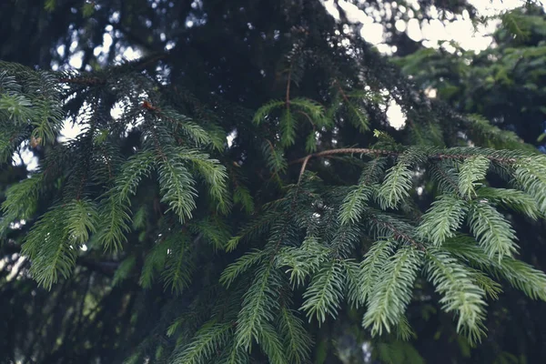Природний Фон Красиві Соснові Лісові Шпалери Текстура Зелених Гілок — стокове фото