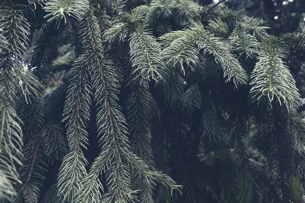 Vacker Tallskog Naturlandskap Gröna Tallgrenar Bakgrund — Stockfoto