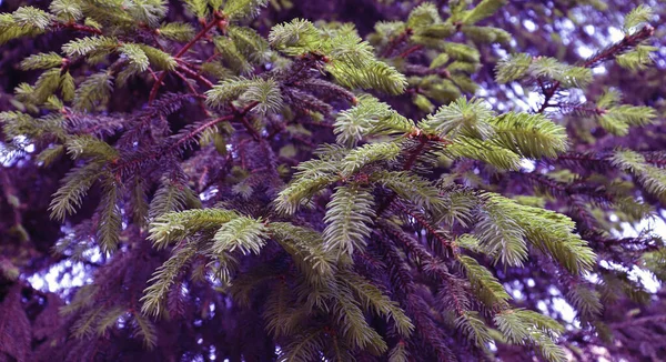 Bella Struttura Della Pineta Albero Pino Nel Boschetto Fondo Forestale — Foto Stock