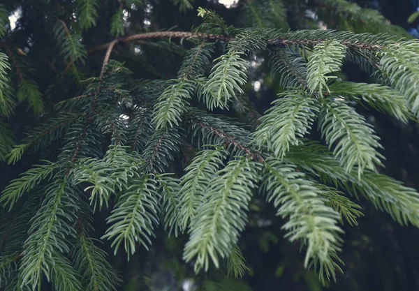 Doğa Geçmişi Güzel Bir Çam Ağacı Duvar Kağıdı Yeşil Dal — Stok fotoğraf