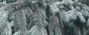 Ormandaki güzel ağaç. Doğa geçmişi. Doğal duvar kağıdı