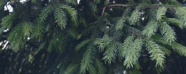Природний Фон Красиві Соснові Лісові Шпалери Текстура Зелених Гілок — стокове фото