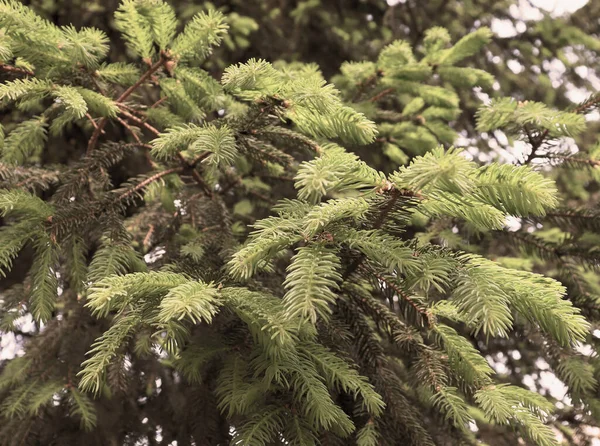 Hermosa Textura Del Bosque Pino Árbol Pinos Bosque Fondo Pantalla —  Fotos de Stock