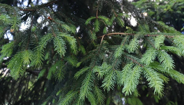 Sfondo Naturale Bella Carta Parati Pineta Struttura Dei Rami Verdi — Foto Stock