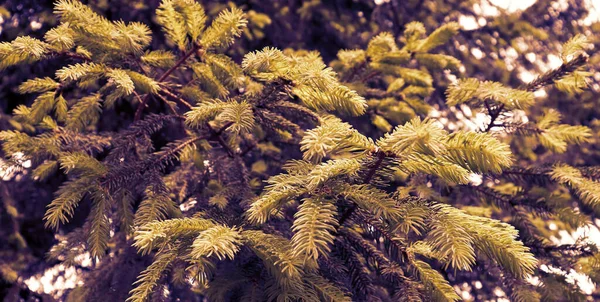 Bella Struttura Della Pineta Sfondo Naturale Foresta Astratta — Foto Stock