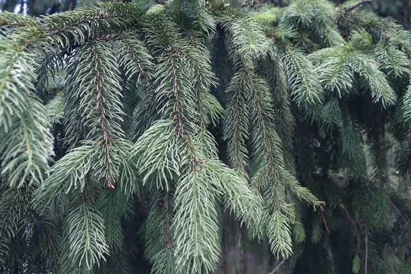 Gyönyörű Fenyőfa Erdőben Természet Háttér Természetes Tapéta — Stock Fotó