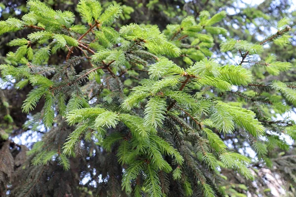 Prachtige Dennenbos Textuur Dennenboom Het Bos Bosachtergrond — Stockfoto