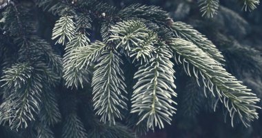 Güzel çam dalları dokusu. Kış tatili dekorasyonu. Orman arkaplanı