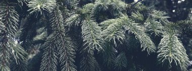 Güzel çam ormanı. Doğa manzarası. Yeşil çam dalları arka plan