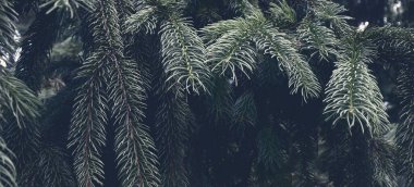 Güzel yeşil doğal doku. Çam ormanı geçmişi. Çam ağaçlarının arka planı