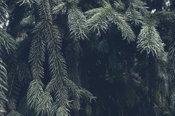 아름다운 소나무 소나무 — 스톡 사진