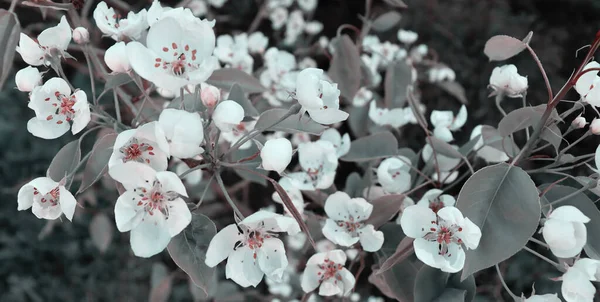 Primo Piano Fiore Fiore Primavera Sfondo Bokeh Scuro Bella Natura — Foto Stock