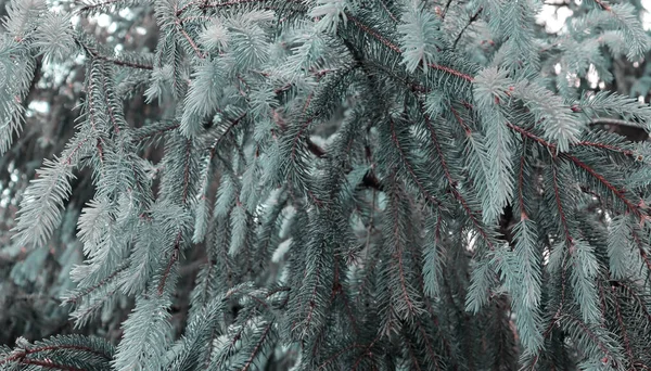 가시달린 아름다운 소나무 가지들 소나무 — 스톡 사진