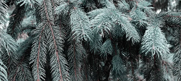 아름다운 자연적 소나무 소나무 — 스톡 사진