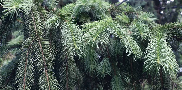 Bella Pineta Paesaggio Naturale Rami Pino Verde Sfondo — Foto Stock