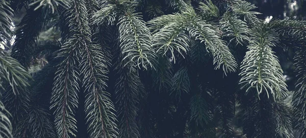 Güzel yeşil doğal doku. Çam ormanı geçmişi. Çam ağaçlarının arka planı