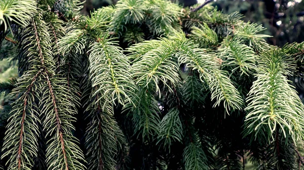 美しい松林 自然の風景 緑の松の枝の背景 森壁紙 — ストック写真