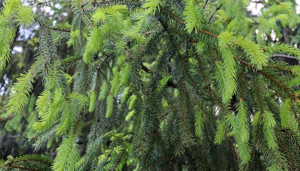 Belos Ramos Pinheiro Verde Com Agulhas Pinhal Natural Fundo Floresta — Fotografia de Stock