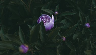 Çiçek pankartı, çiçek örtüsü ya da klasik buketli başlık. Pembe şakayıklar, yeşil arka planda izole edilmiş beyaz güller.