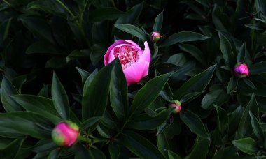 Çiçek pankartı, çiçek örtüsü ya da klasik buketli başlık. Pembe şakayıklar, yeşil arka planda izole edilmiş beyaz güller.