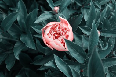 Çiçek örtüsü ya da klasik buketli başlık. Pembe şakayıklar, yeşil arka planda izole edilmiş beyaz güller.