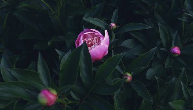 Çiçek pankartı, çiçek örtüsü ya da klasik buketli başlık. Pembe şakayıklar, yeşil arka planda izole edilmiş beyaz güller.