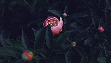 Çiçek pankartı, çiçek örtüsü ya da klasik buketli başlık. Pembe şakayıklar, yeşil arka planda izole edilmiş beyaz güller.