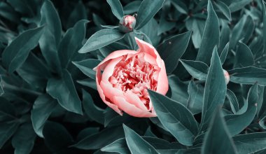 Çiçek örtüsü ya da klasik buketli başlık. Pembe şakayıklar, yeşil arka planda izole edilmiş beyaz güller.