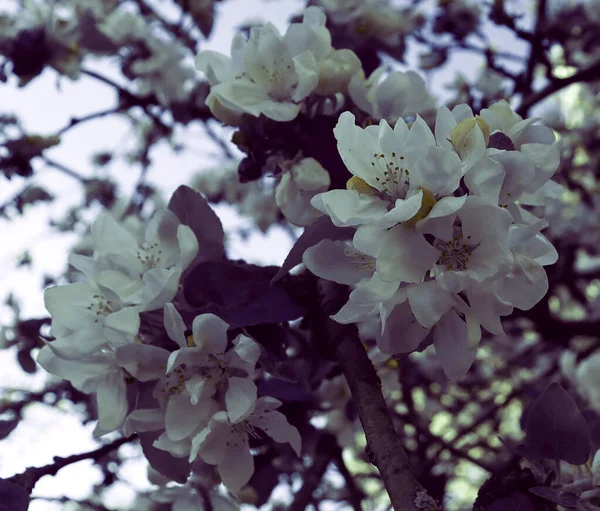 Naturalne Tło Kwiatu Kwiatu Piękna Tapeta Natury Kwiaty Jabłoni Drewnie — Zdjęcie stockowe