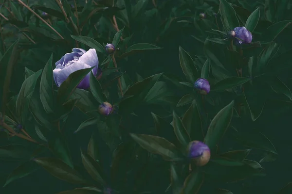 Çiçek Pankartı Konsepti Mavi Şakayıklar Yeşil Arka Planda Izole Edilmiş — Stok fotoğraf