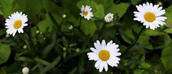 Beautiful natural scenic background. Close up of chamomile flower. Natural scenic wallpaper