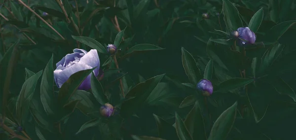 Florales Banner Konzept Blaue Pfingstrosen Weiße Rosen Vereinzelt Auf Grünem — Stockfoto