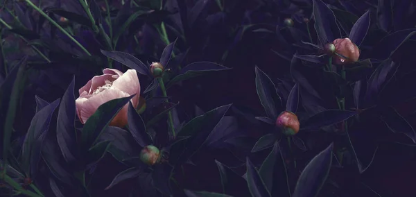 Çiçek pankartı konsepti. Doğal şakayıklar, arka planda beyaz güller. Karanlık doğal afiş konsepti