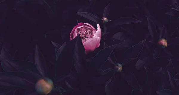 Çiçek pankartı, çiçek örtüsü ya da klasik buketli başlık. Pembe şakayıklar, yeşil arka planda izole edilmiş beyaz güller.