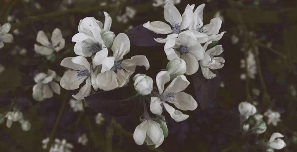 Frühling Blühen Blume Hintergrund Schöne Natur Landschaftliche Tapete Apfelbaumkulisse — Stockfoto