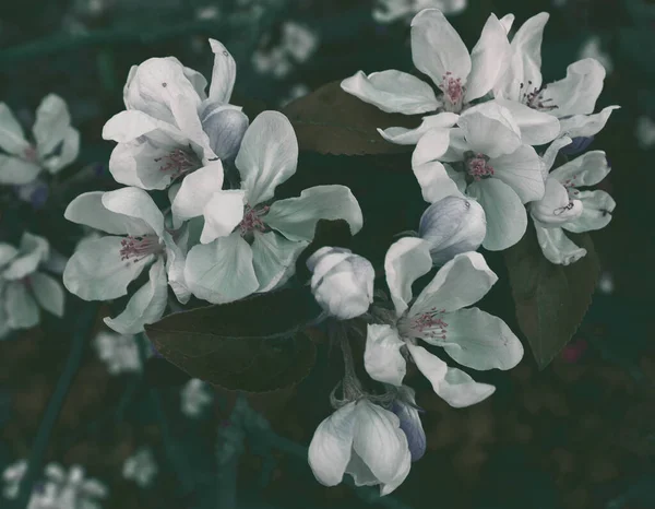 Φόντο Λουλουδιών Ανοιξιάτικων Λουλουδιών Όμορφη Φύση Γραφική Ταπετσαρία Πλαίσιο Μηλιάς — Φωτογραφία Αρχείου