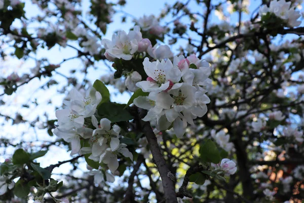 Fondo Flor Natural Hermoso Fondo Pantalla Naturaleza Flores Manzana — Foto de Stock