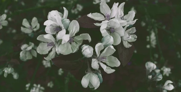 Весенний Цветочный Фон Красивая Природа Живописные Обои Фон Яблони — стоковое фото