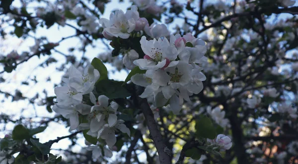 Naturalne Tło Kwiatu Kwiatu Piękna Tapeta Natury Kwiaty Jabłoni Drewnie — Zdjęcie stockowe