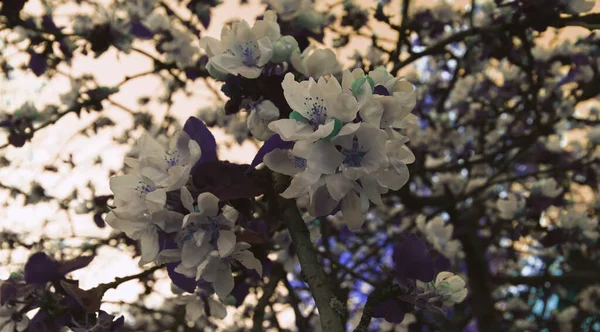Естественный Цветочный Фон Красивые Обои Природы Яблоки Цветут Дереве — стоковое фото