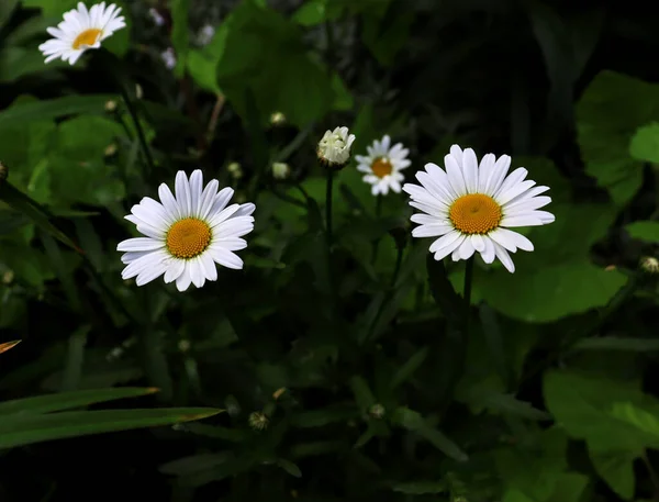 Kwiat Rumianku Piękne Naturalne Tło Malownicze Rumianki Tapecie Ogrodowej — Zdjęcie stockowe
