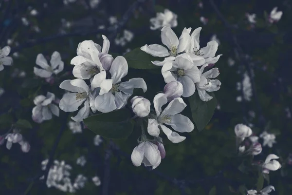 Primavera Flor Fundo Flor Papel Parede Bela Natureza Cênica Fundo — Fotografia de Stock